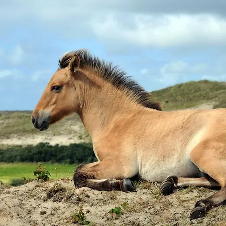 Hotel Strandhotel De Vassy 3*