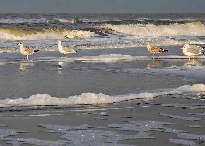 Strandhotel De Vassy Egmond aan Zee