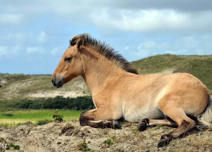 Hotell Strandhotel De Vassy 3*