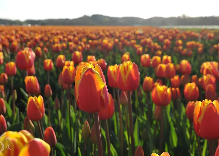 Strandhotel De Vassy 3*