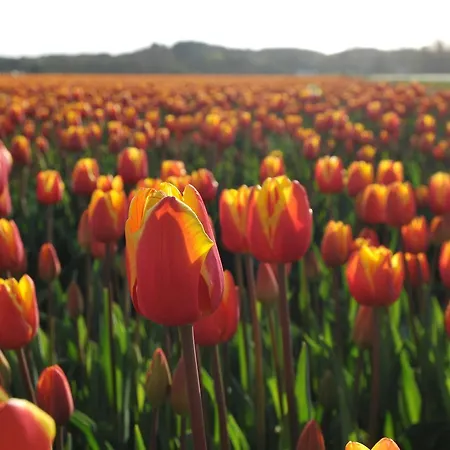 Strandhotel De Vassy 3*